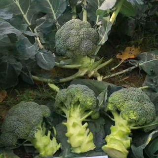 Hạt Giống Bông Cải Xanh (Súp Lơ Xanh) -BROCCOLI SEEDS-150Hạt