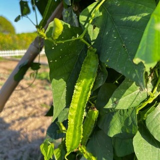 Hạt giống đậu rồng (đậu khế) cao sản, ngon giòn-WINGED BEAN-5viên