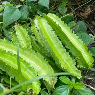 Hạt giống đậu rồng (đậu khế) cao sản, ngon giòn-WINGED BEAN-5viên