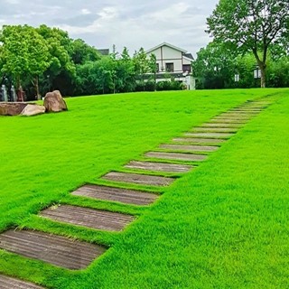 Hạt giống cỏ Bermuda  thảm sân vườn -BERMUDA GRASS SEEDS- 2000 hạt