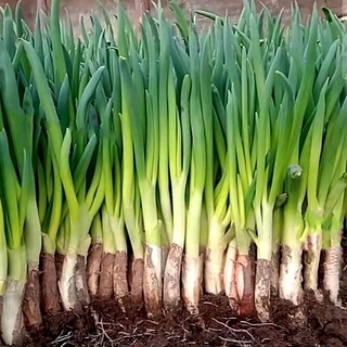 Hạt giống Hành lá gốc trắng,hành dương-Giant Green Onion Seed-300viên