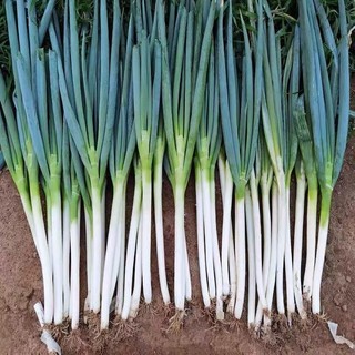 Hạt giống Hành lá gốc trắng,hành dương-Giant Green Onion Seed-300viên