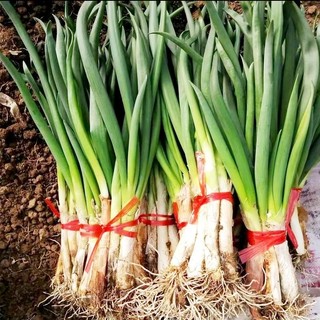 Hạt giống Hành lá gốc trắng,hành dương-Giant Green Onion Seed-300viên