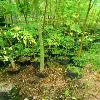 Hạt Giống Chùm Ngây -moringa tree-5viên