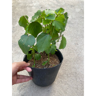 Chậu cây atisô đỏ ( cây giấm đỏ)