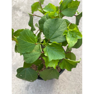 Chậu cây atisô đỏ ( cây giấm đỏ)