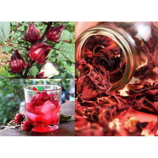 Chậu cây atisô đỏ ( cây giấm đỏ)