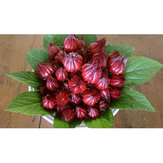 Chậu cây atisô đỏ ( cây giấm đỏ)
