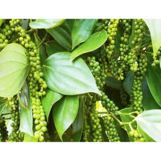 Bầu cây tiêu xanh đang trái- cây gia vị thơm nồng