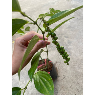 Bầu cây tiêu xanh đang trái- cây gia vị thơm nồng