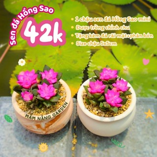 ​🌿 SEN ĐÁ HỒNG SAO MINI - "BÔNG HOA" MAY MẮN TRÊN BÀN LÀM VIỆC 🌿 size mini 5x5cm MẦM NẮNG GARDEN