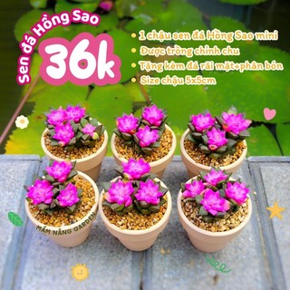 ​💖 SEN ĐÁ HỒNG SAO MINI [SIZE 5CM] KÈM CHẬU ĐẤT NUNG TRẮNG - TRỒNG SẴN, DECOR BÀN HỌC 💖 MẦM NẮNG GARDEN  lỗi 1 đền 1