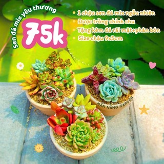​✨ Sen Đá Mix "Đủ Màu" Chậu Đất Nung [Size 9x5cm] - Tặng Phân Bón & Đá Rải - MẦM NẮNG GARDEN ✨