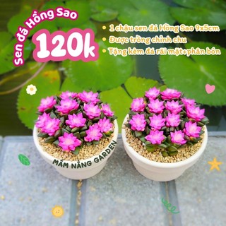 Sen đá Hồng Sao cả bụi như ảnh size 7-8-9cm có sẵn tại vườn MẦM NẮNG GARDEN lỗi 1 đền 1