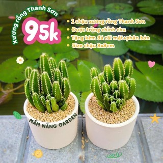 Xương Rồng Thanh Sơn Size 8cm - Combo Chậu Đất Nung Trụ Trắng Kèm Đá & Phân Bón - MẦM NẮNG GARDEN