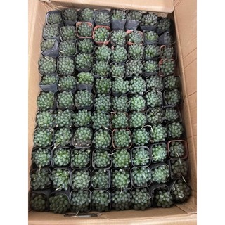 ​✨ Sen Đá Kim Cương "Trong Veo" [Size 7x6cm] - Chậu Đất Nung Trắng Hoặc Chậu Nhựa - MẦM NẮNG GARDEN ✨