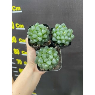 ​✨ Sen Đá Kim Cương "Trong Veo" [Size 7x6cm] - Chậu Đất Nung Trắng Hoặc Chậu Nhựa - MẦM NẮNG GARDEN ✨