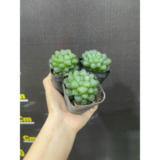 ​✨ Sen Đá Kim Cương "Trong Veo" [Size 7x6cm] - Chậu Đất Nung Trắng Hoặc Chậu Nhựa - MẦM NẮNG GARDEN ✨