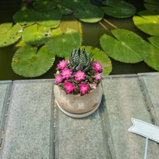 Sen đá Hồng Sao kèm chậu nhiều size có sẵn tại vườn Mầm Nắng Garden lỗi 1 đền 1
