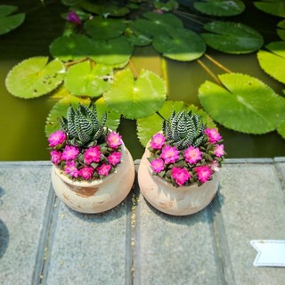 Sen đá Hồng Sao kèm chậu nhiều size có sẵn tại vườn Mầm Nắng Garden lỗi 1 đền 1