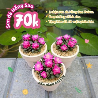 Sen đá Hồng Sao kèm chậu nhiều size có sẵn tại vườn Mầm Nắng Garden lỗi 1 đền 1