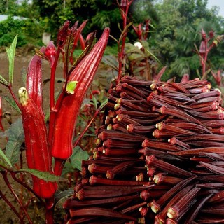 Hạt giống Đậu Bắp Đỏ quả to  siêu năng -Red Okra Seeds  -20 hạt