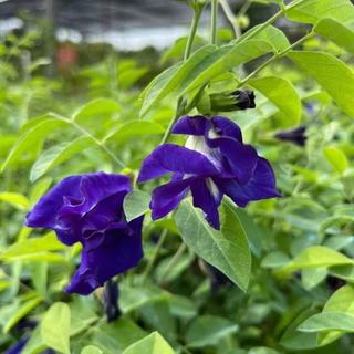 Hạt Giống Hoa Đậu Biếc Kép Dinh Dưỡng, Dễ Trồng -Butterfly Pea Seed - 20viên
