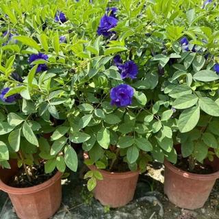 Hạt Giống Hoa Đậu Biếc Kép Dinh Dưỡng, Dễ Trồng -Butterfly Pea Seed - 20viên