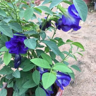 Hạt Giống Hoa Đậu Biếc Kép Dinh Dưỡng, Dễ Trồng -Butterfly Pea Seed - 20viên