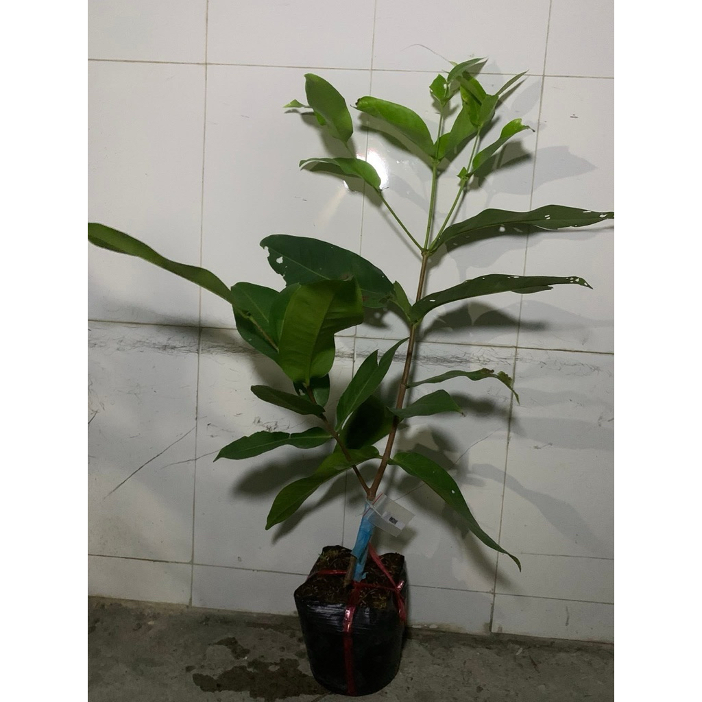 CÂY GIỐNG MẬN MẬT ONG MDH.