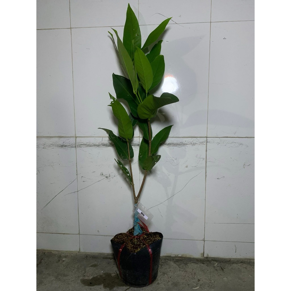 CÂY GIỐNG MẬN MẬT ONG MDH.