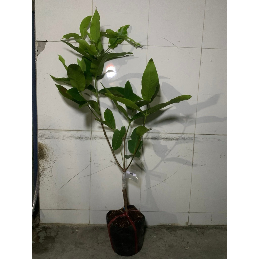 CÂY GIỐNG MẬN MẬT ONG MDH.