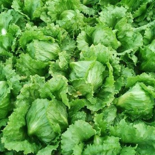 Hạt  giống xà lách giòn Iceberg xanh-Iceberg Lettuce-700 hạt