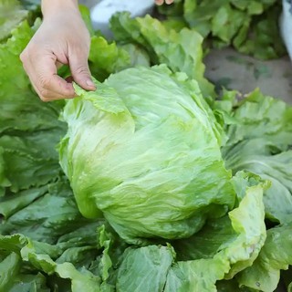 Hạt  giống xà lách giòn Iceberg xanh-Iceberg Lettuce-700 hạt