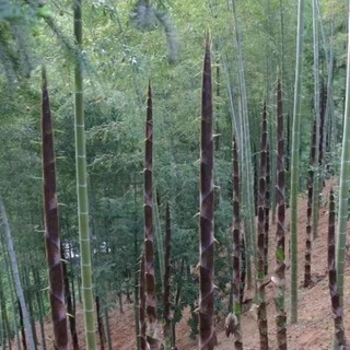 Hạt  giống tre Moso cho Măng  -Moso bamboo seeds-25viên