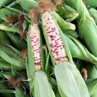 Hạt Giống Bắp Nếp Tím Siêu Dẻo - Bi-color Corn Seeds-10viên