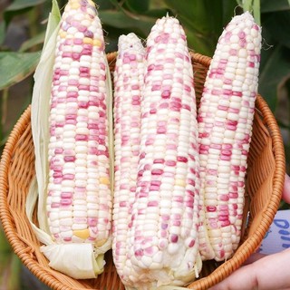 Hạt Giống Bắp Nếp Tím Siêu Dẻo - Bi-color Corn Seeds-10viên