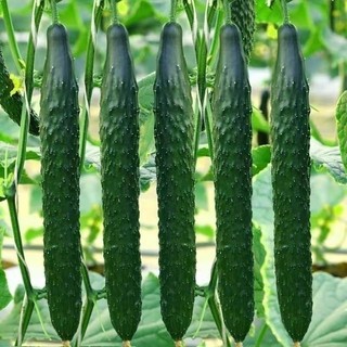Hạt giống dưa chuột  siêu trái  -Long Cucumber-30viên