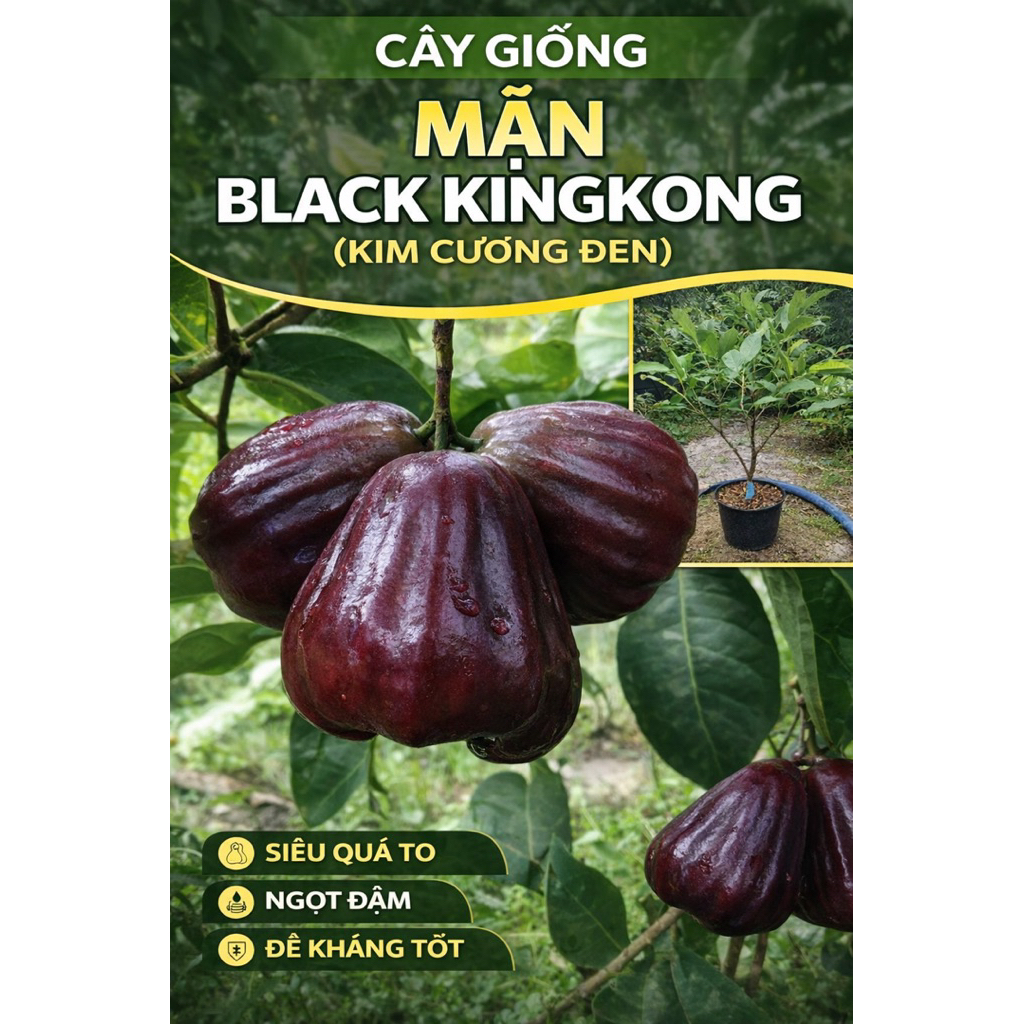 Cây giống Mận black kingkong cây chiếc cành chuẩn giống.