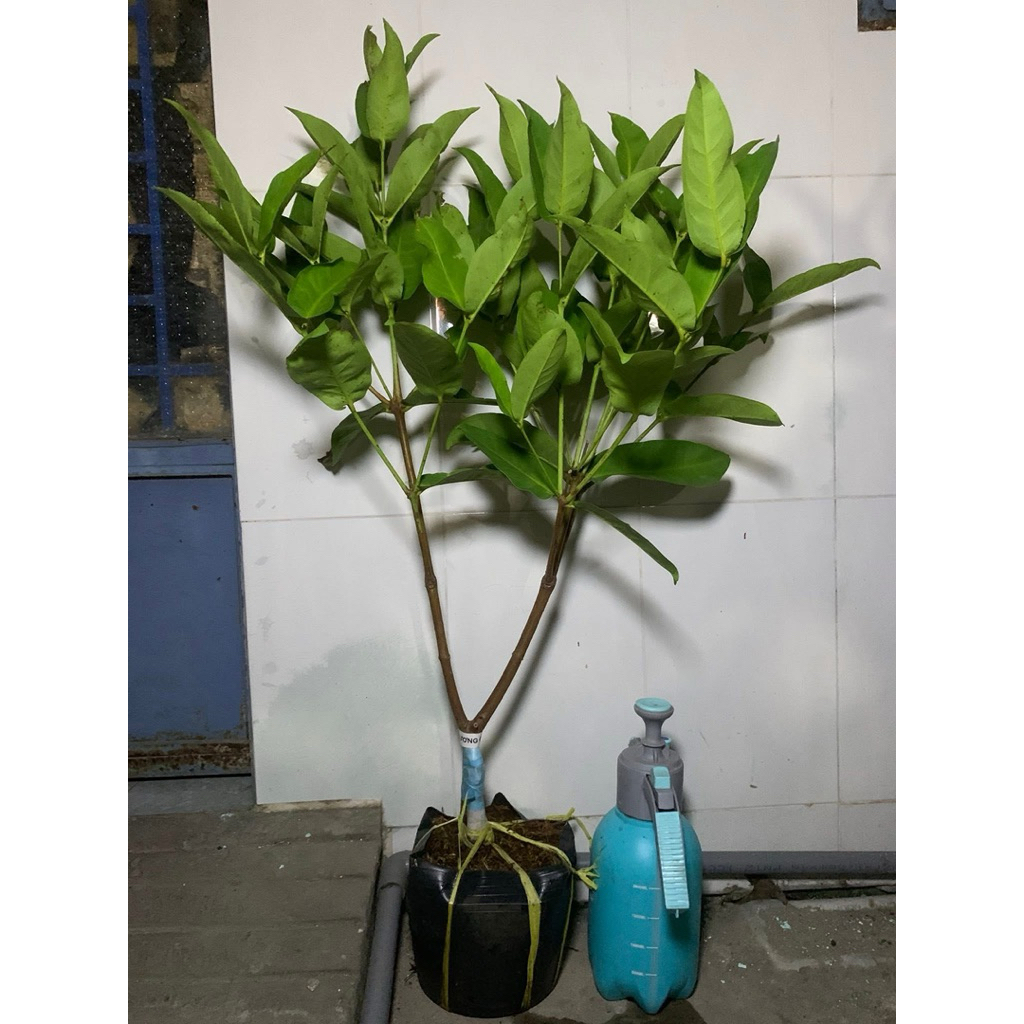 Cây giống Mận black kingkong cây chiếc cành chuẩn giống.