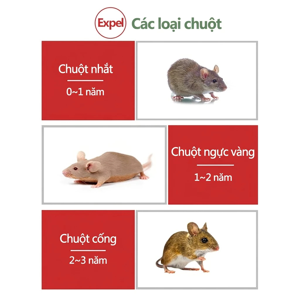 💥 Một Viên Thấy Ngay! Chuột Biến Mất 💥 Gel & Thuốc Đuổi Chuột – An Toàn, Dùng Được Nhà, Xe Hơi & Nhiều Vị Trí Khác