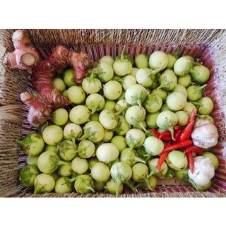 5 Gam-Hạt Giống Cà Pháo Xanh Cao Sản,kháng sâu bệnh tốt, sinh trưởng khoẻ, năng xuất cao