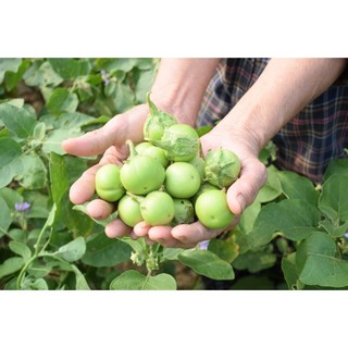 5 Gam-Hạt Giống Cà Pháo Xanh Cao Sản,kháng sâu bệnh tốt, sinh trưởng khoẻ, năng xuất cao
