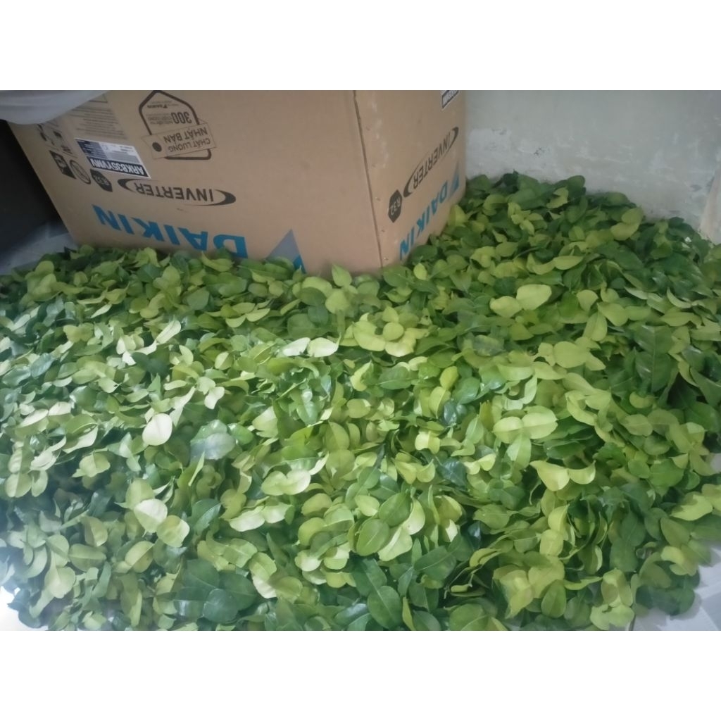 Lá chúc tươi, lá chanh thái hình số 8 hàng mới mỗi ngày, lá đẹp loại 1 lựa từng lá 1kg