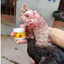 vua mốc cho gà(ưu việt)
