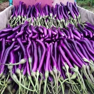 Hạt giống cà tím dài siêu trái -EGGPLANT SEEDS-200Hạt
