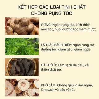 Dầu gội gừng Đồng Nhân Đường 520ml chống rụng tóc, hỗ trợ mọc tóc, tóc dày khoẻ, sạch gàu - ngứa, kiểm soát dầu