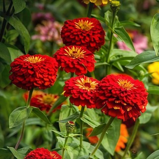 Hạt giống hoa cúc ngũ sắc Zinnia  -Zinnia Flower Seeds-100Hạt
