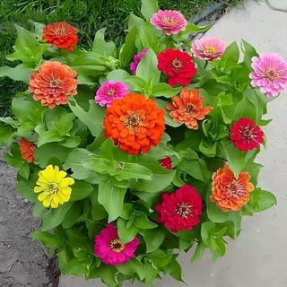 Hạt giống hoa cúc ngũ sắc Zinnia  -Zinnia Flower Seeds-100Hạt