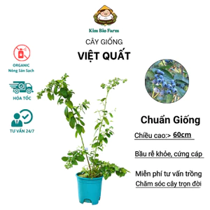 Cây Việt Quất Giống Chuẩn – Trái Ngọt, Giàu Dinh Dưỡng, Dễ Trồng Chậu, Nhanh Cho Trái